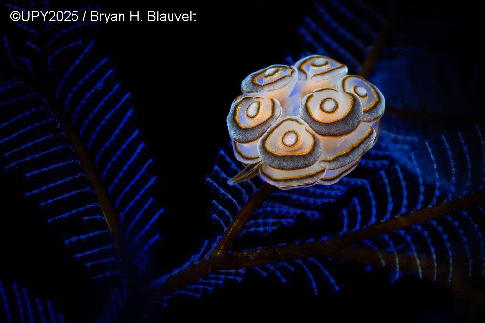 Under Water Photographer Of The Year 2025 Winners 08