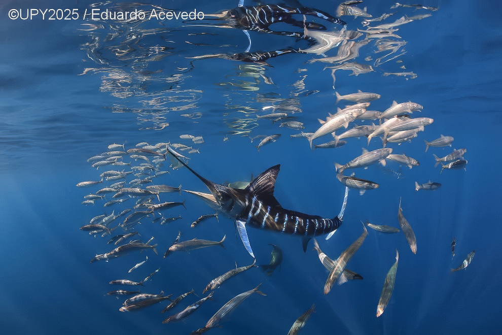 Under Water Photographer Of The Year 2025 Winners 12