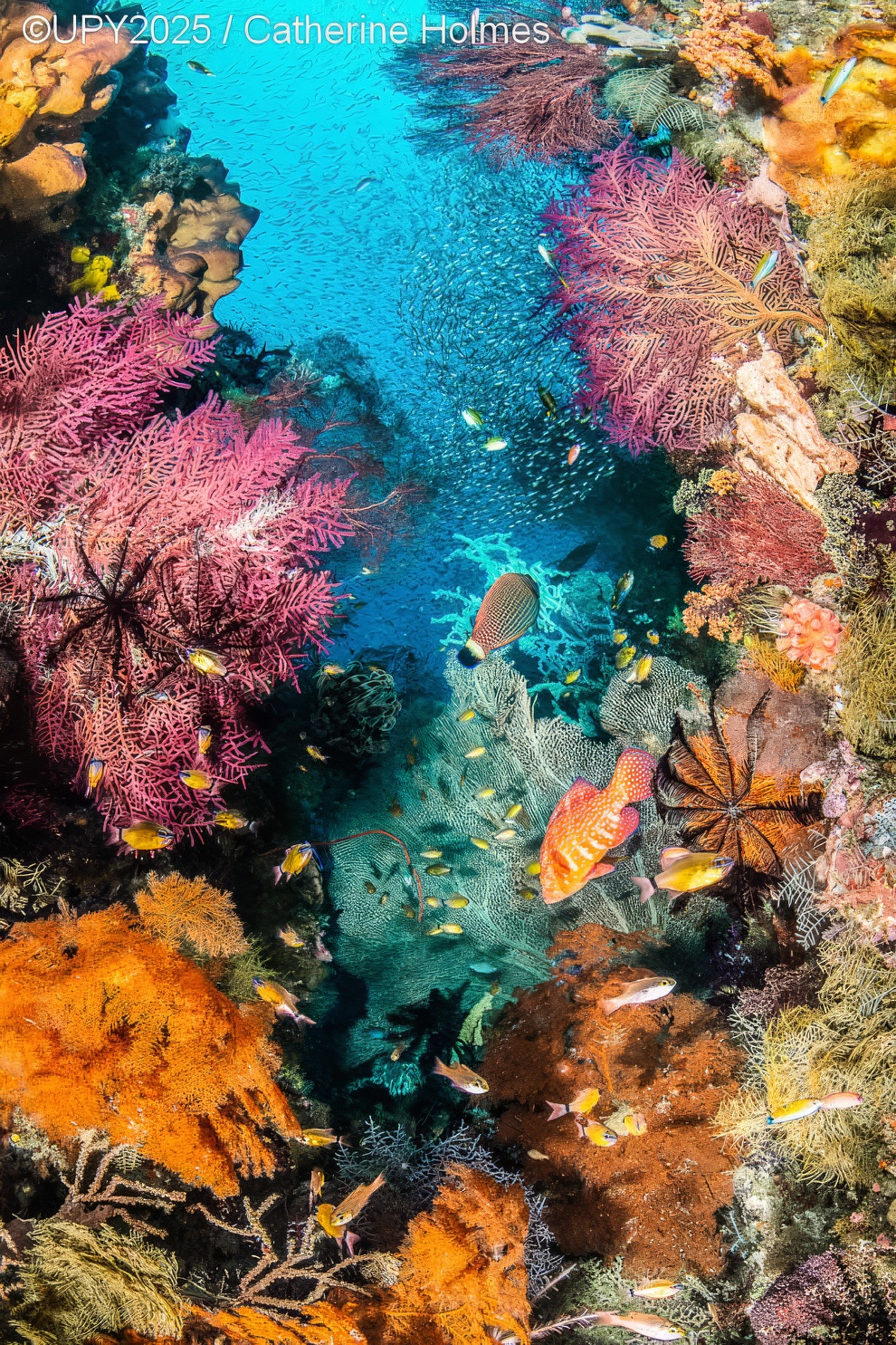 Under Water Photographer Of The Year 2025 Winners 15