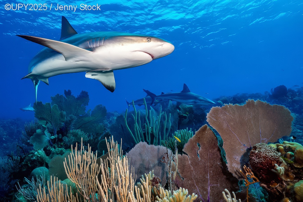 Under Water Photographer Of The Year 2025 Winners 16