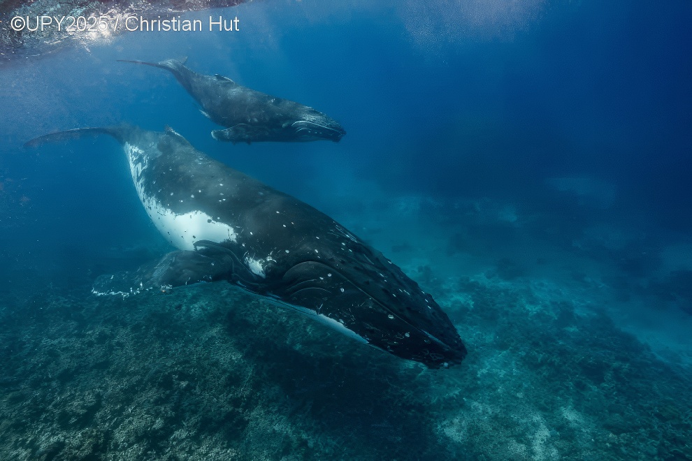 Under Water Photographer Of The Year 2025 Winners 19