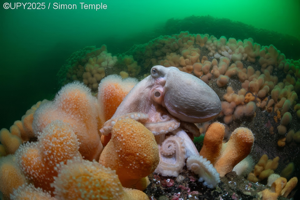 Under Water Photographer Of The Year 2025 Winners 22