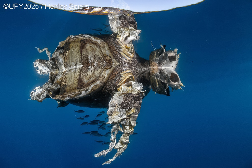 Under Water Photographer Of The Year 2025 Winners 26