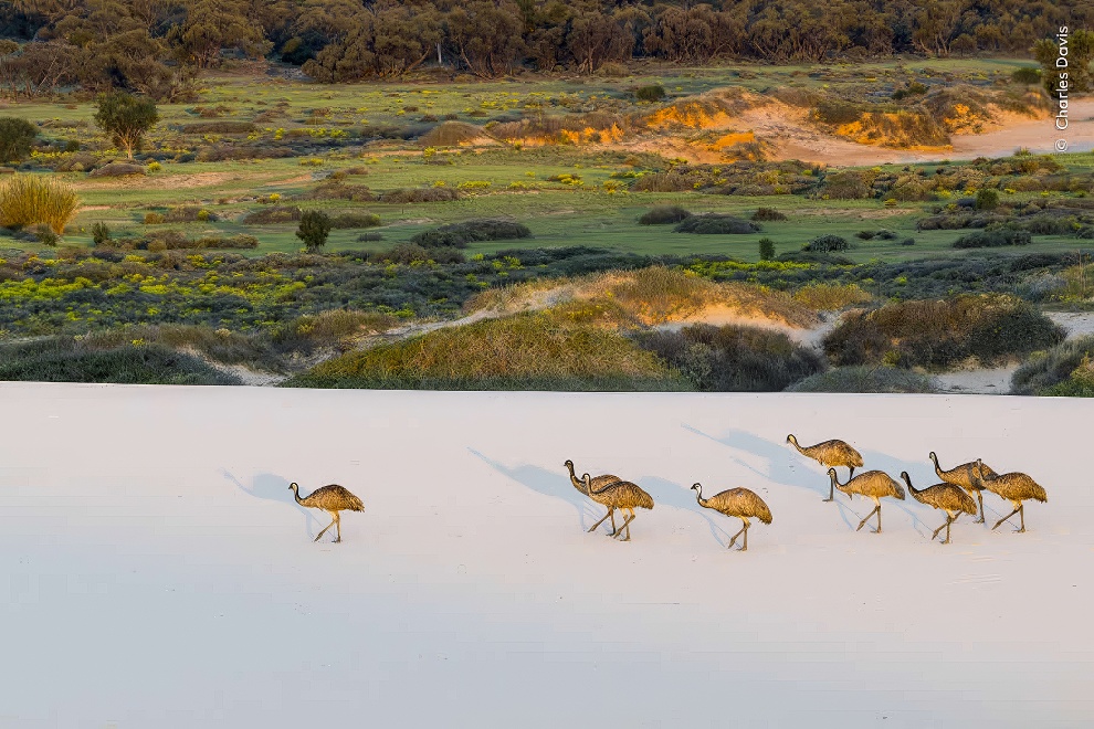 Wildife Photographer Of The Year Highly Commended Photos 01