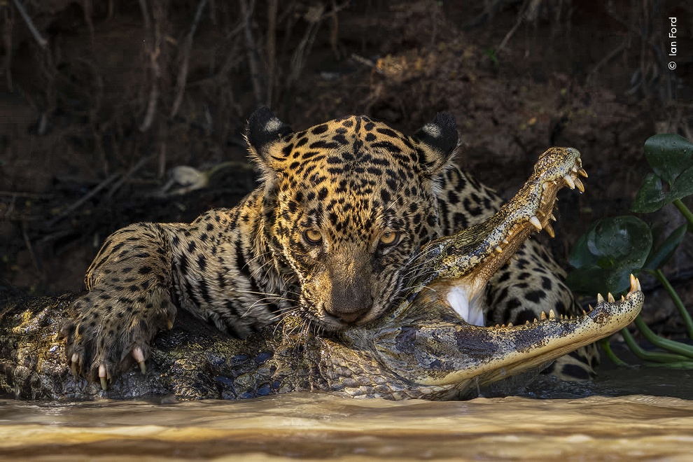 Wildife Photographer Of The Year Highly Commended Photos 03