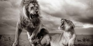 Wildife Photographer Of The Year Highly Commended Photos 04