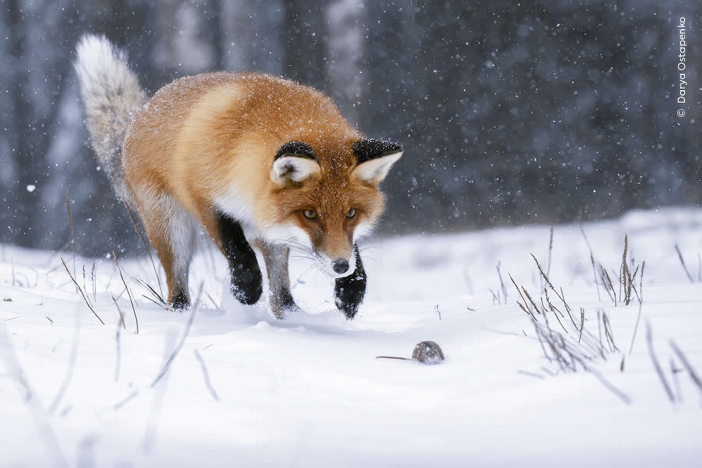 Wildife Photographer Of The Year Highly Commended Photos 06