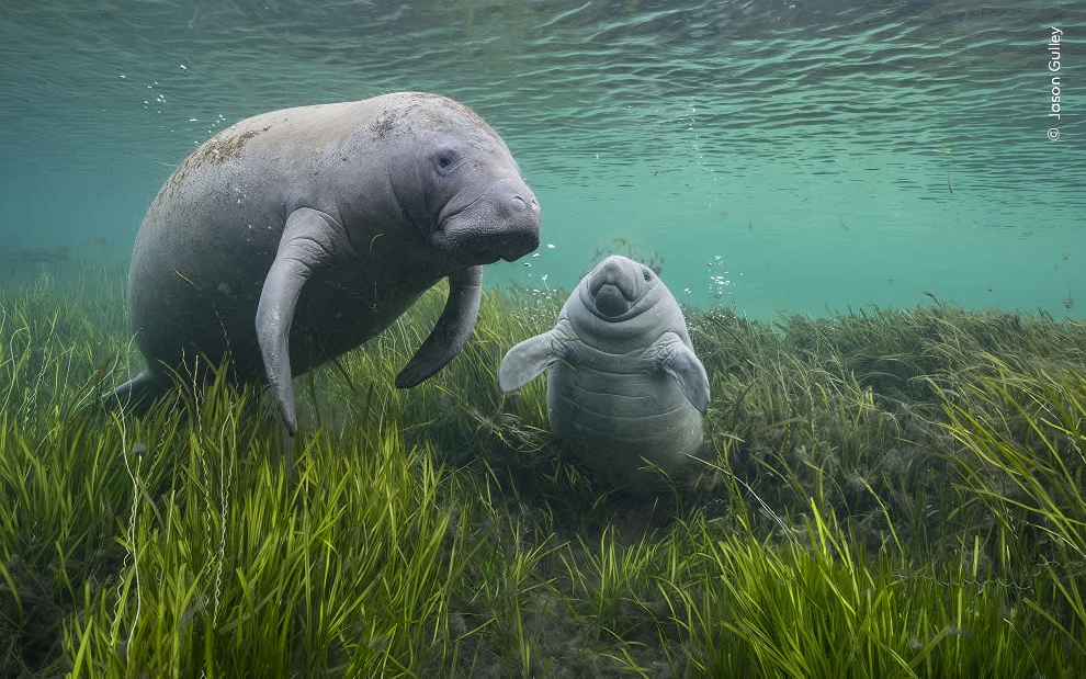 Wildife Photographer Of The Year Highly Commended Photos 10