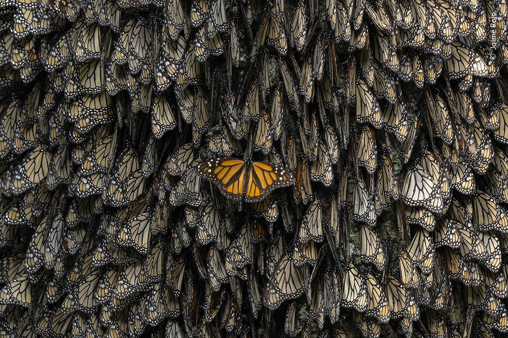 Wildife Photographer Of The Year Highly Commended Photos 11