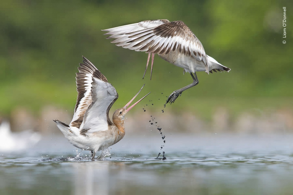 Wildife Photographer Of The Year Highly Commended Photos 12