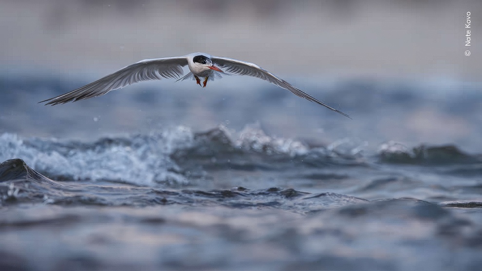 Wildife Photographer Of The Year Highly Commended Photos 13