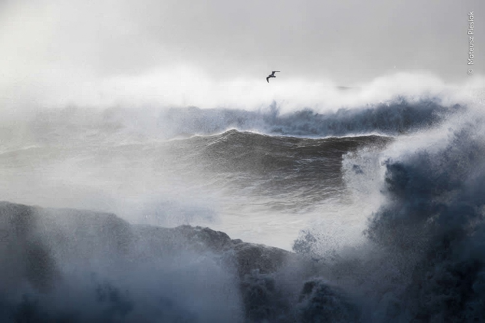 Wildife Photographer Of The Year Highly Commended Photos 14