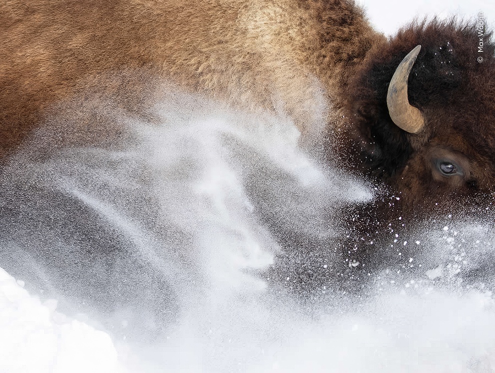 Wildife Photographer Of The Year Highly Commended Photos 15