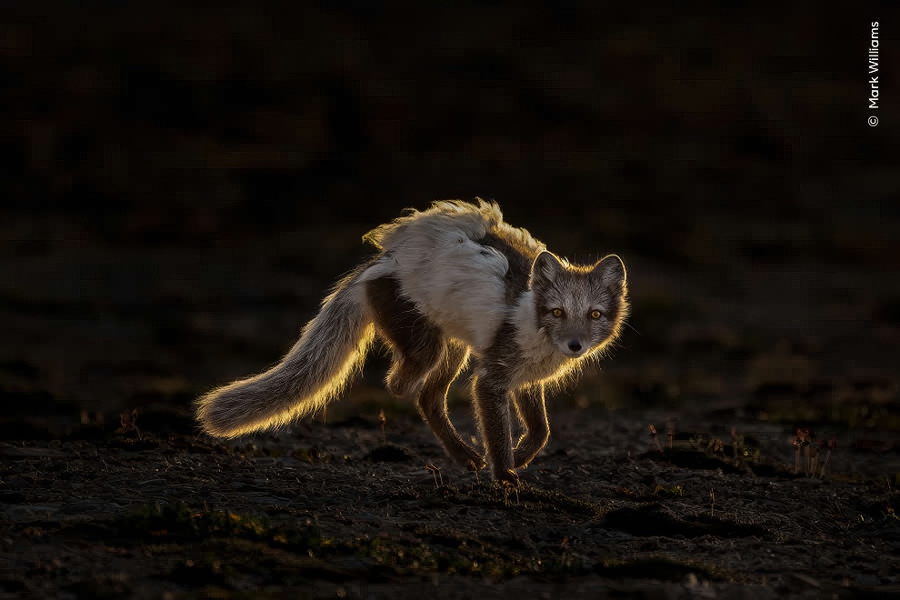 Wildife Photographer Of The Year Highly Commended Photos 16