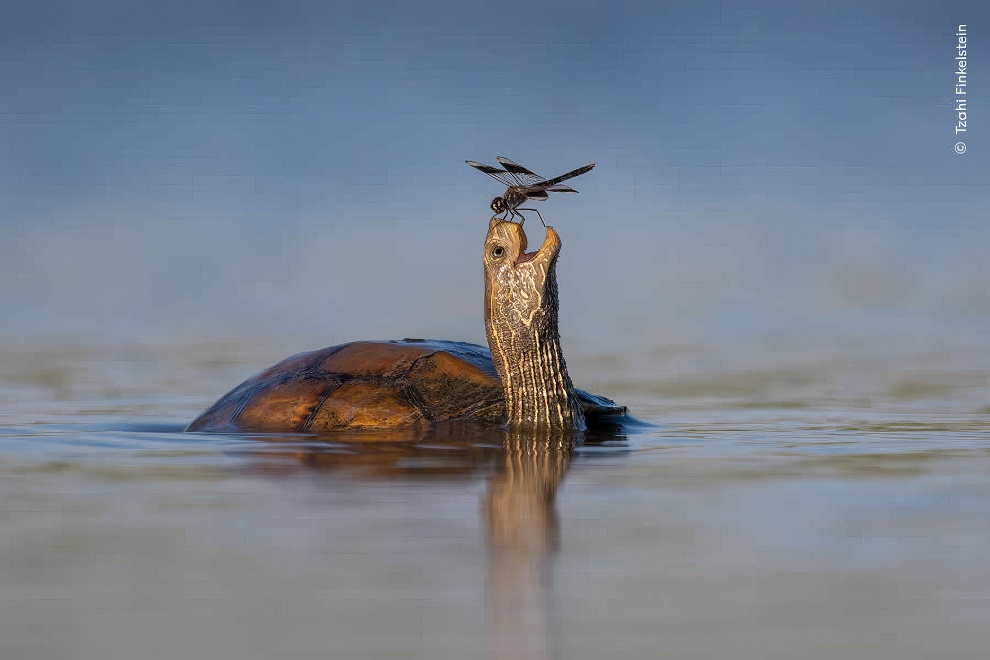 Wildife Photographer Of The Year Highly Commended Photos 19