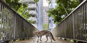 British wildlife photography awards 2025 winners 01