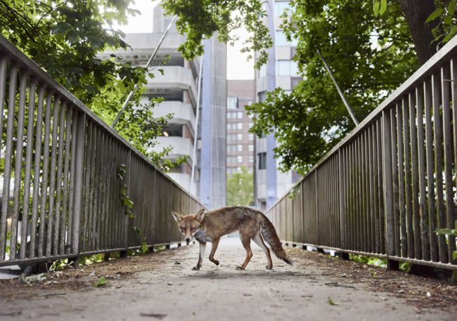 British wildlife photography awards 2025 winners 01