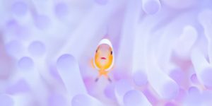 International photo awards 2024 nature winners 11