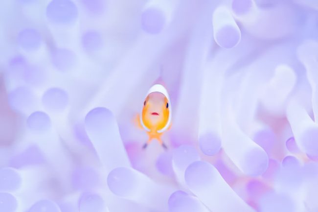 International photo awards 2024 nature winners 11