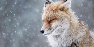 Sony world photography natural wildlife winners 06