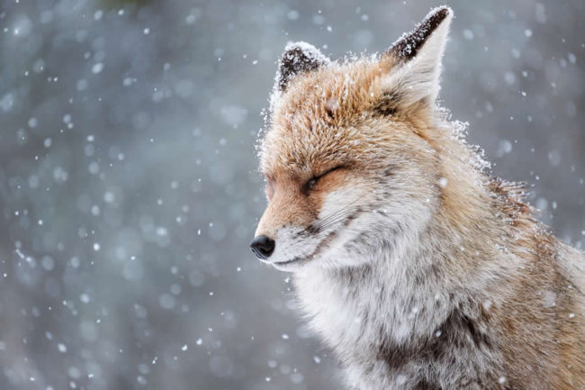 Sony world photography natural wildlife winners 06