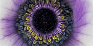 The beauty of plants garden photographer of the year 06