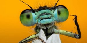 World nature photography awards winners 14