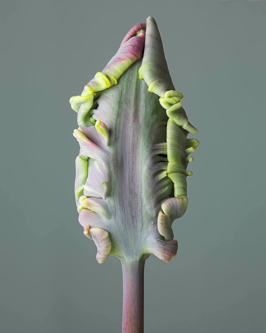 Fine art photography awards nature winners 01