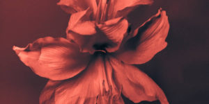 Fine art photography awards nature winners 18