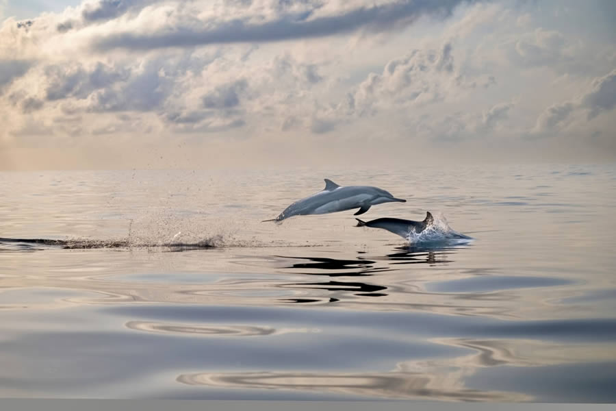 Fine art photography awards nature winners 20