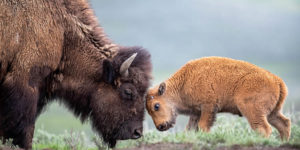 Nbp wildlife international awards 2024 12
