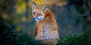 North american nature photography awards top photos 2025 21