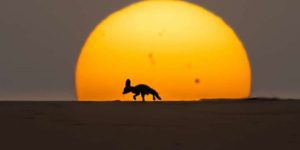 35 photography awards wildlife winners 23
