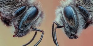 British photography awards macro 11