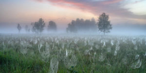Gdt nature photographer of the year 2025 winners 15