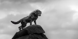 Monochrome wildlife awards 03