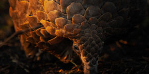Remembering wildlife winners 14