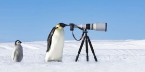 Sinwp highly commended photos 20