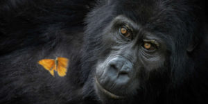 Africa geographic photographer 2025 winners 03
