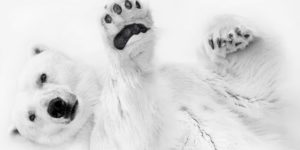Fine art photography awards wildlife amateur winners 07