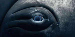 United nations world oceans day photo contest winners 01