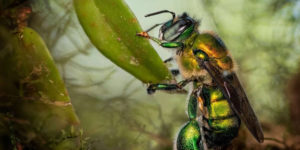 Big picture awards wildlife 2025 winners 14