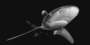 Exposure one awards wildlife 2025 winners 16