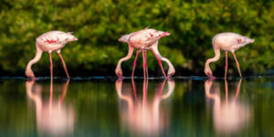Mangro photography awards 2025 winners 07