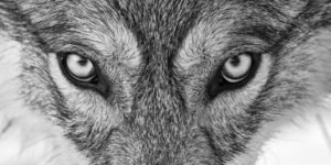 Refocus wildlife black and white photography 2025 winners 06