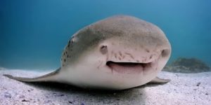 Shark photographer of the year 2025 winners 12