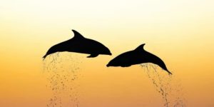 The artist gallery awards wildlife 2025 winners 20