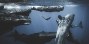 Beautiful Finalist Photos Of The 2025 Ocean Photographer Of The Year