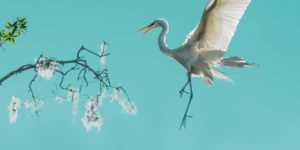 Stunning Wildlife Winning Photos from the reFocus 2025 Color Photography Awards