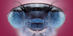 Spectacular Award-Winning Photos from the International Photography Awards 2025